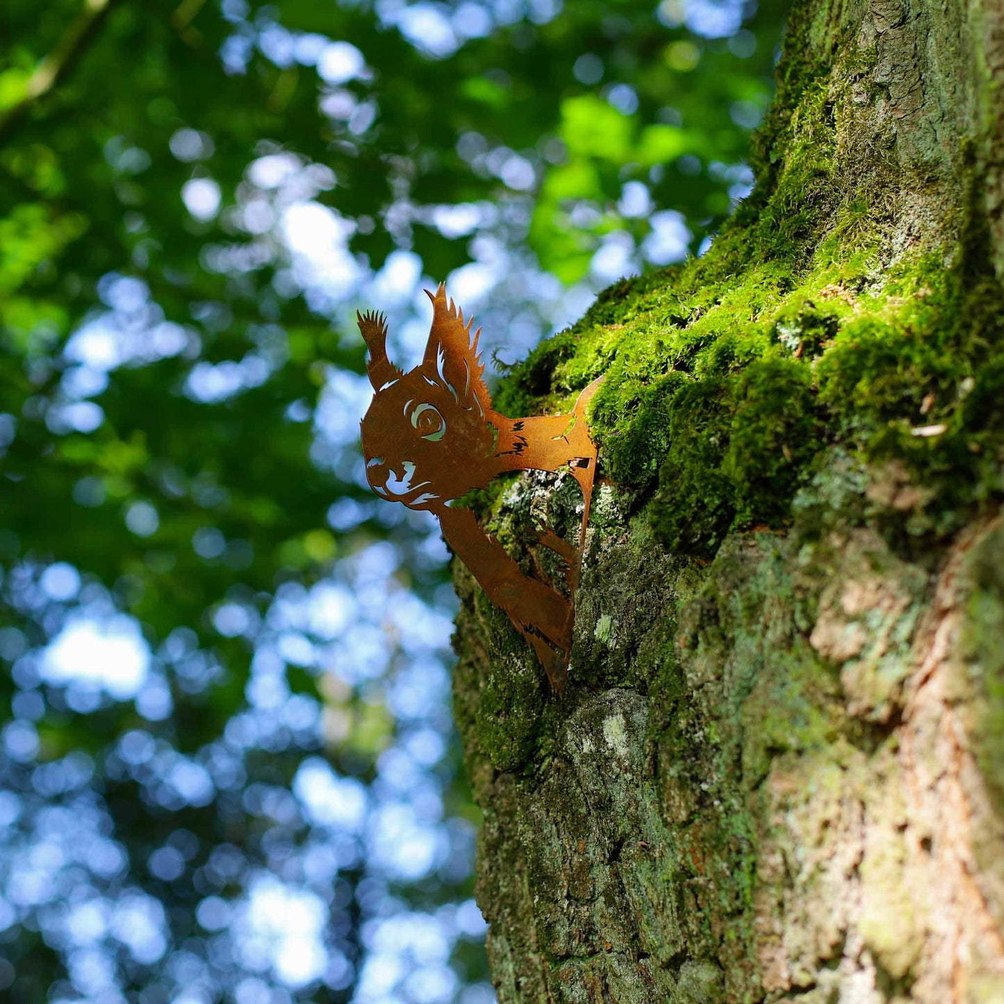 Neugieriges Eichhörnchen