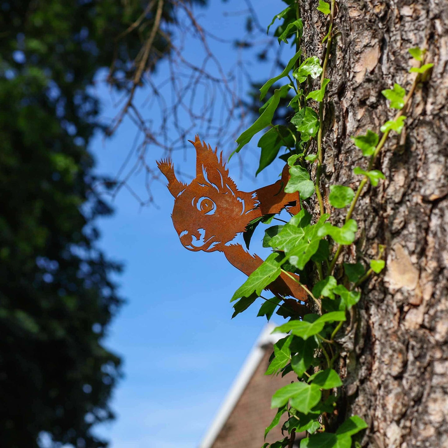 Neugieriges Eichhörnchen