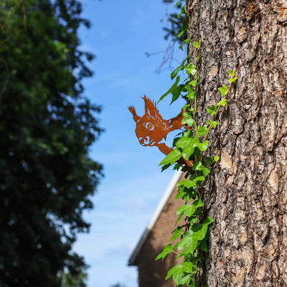 Neugieriges Eichhörnchen